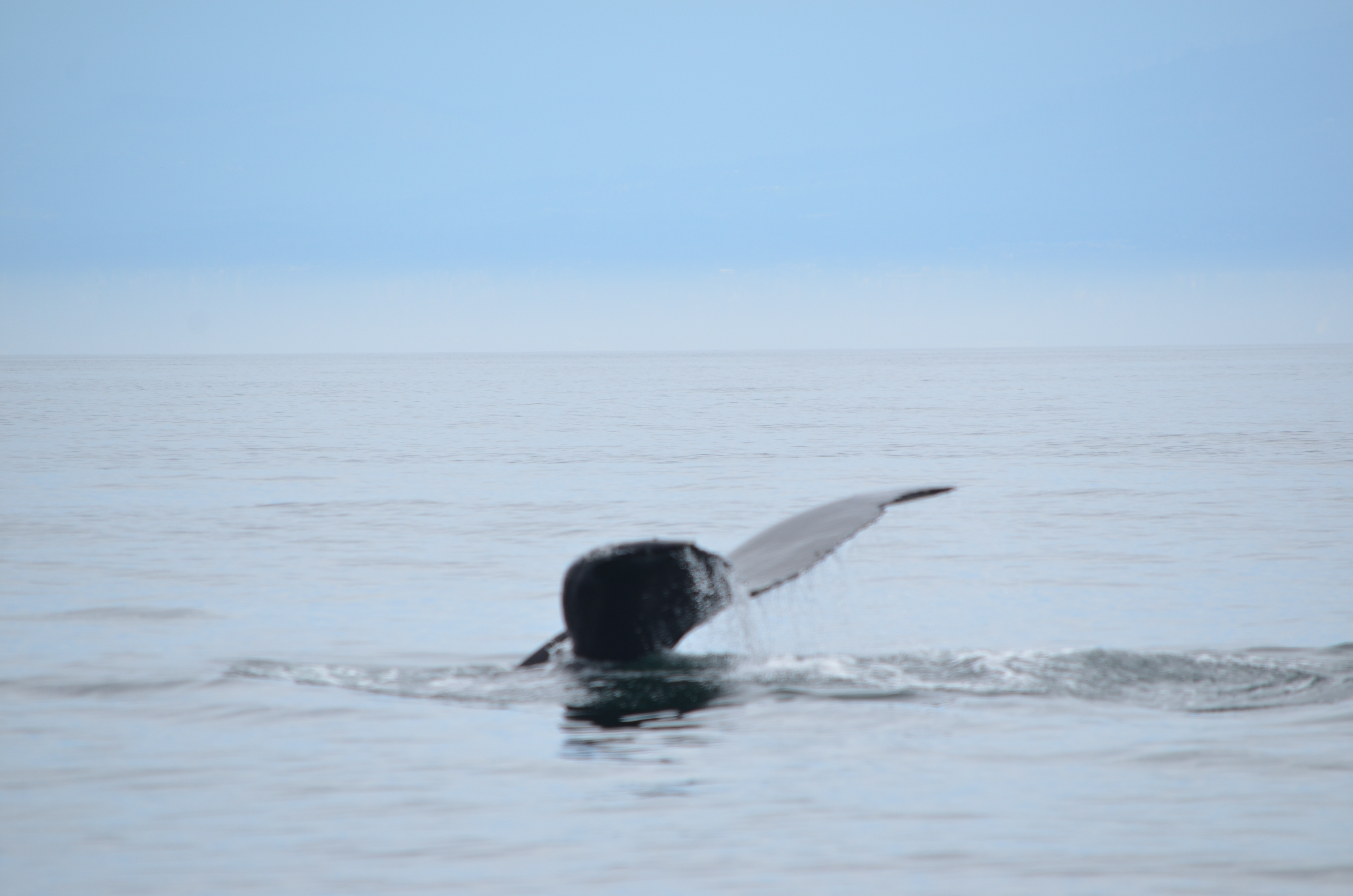 photos/wildlife/Mammal_Species/Humpback Whale/DSC_0123.JPG